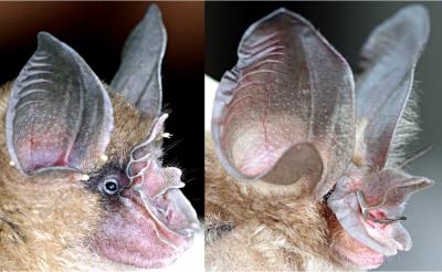Rhinolophus paradoxolophus